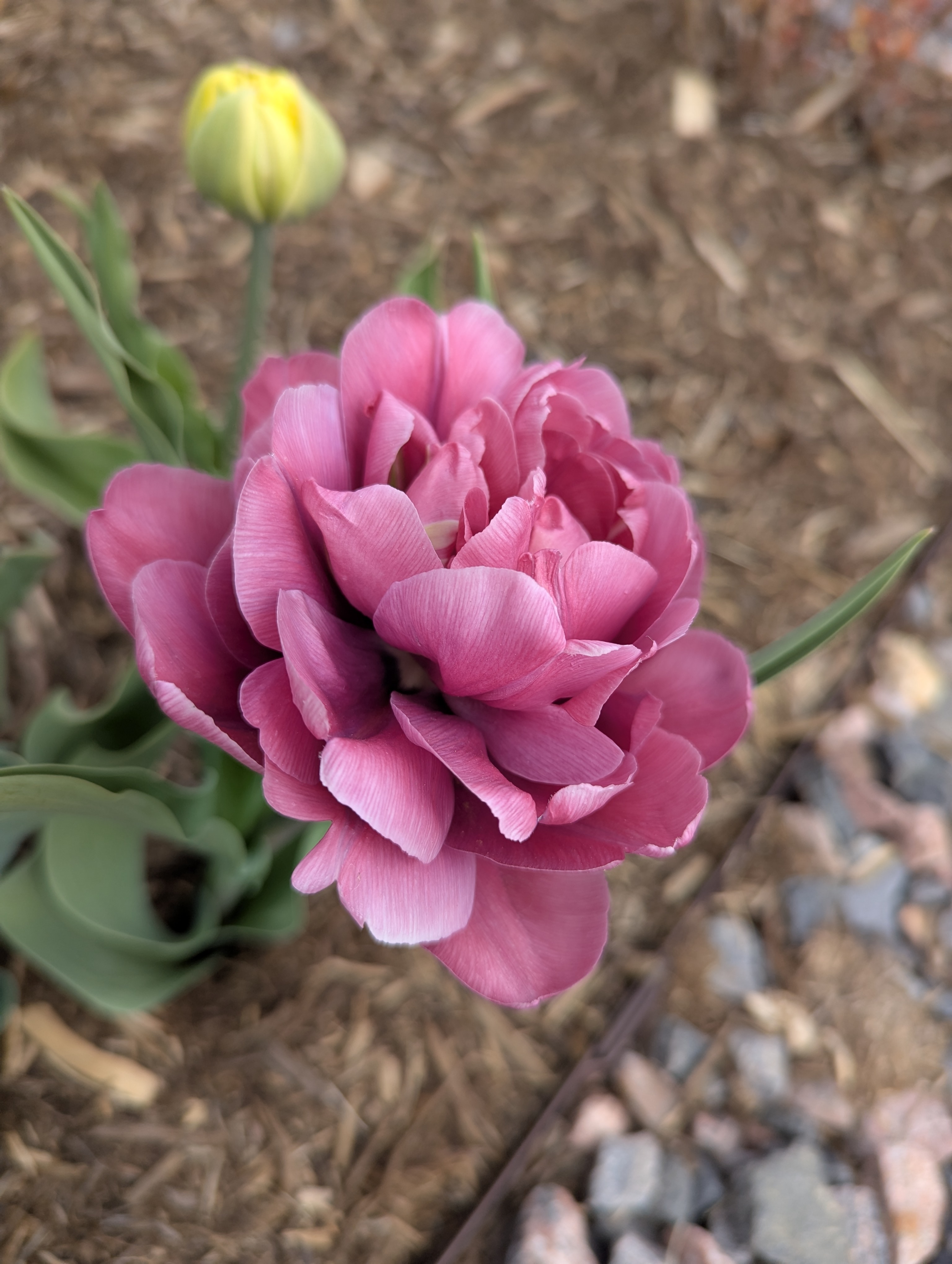 Garden, Flowers, Morrison, Colorado